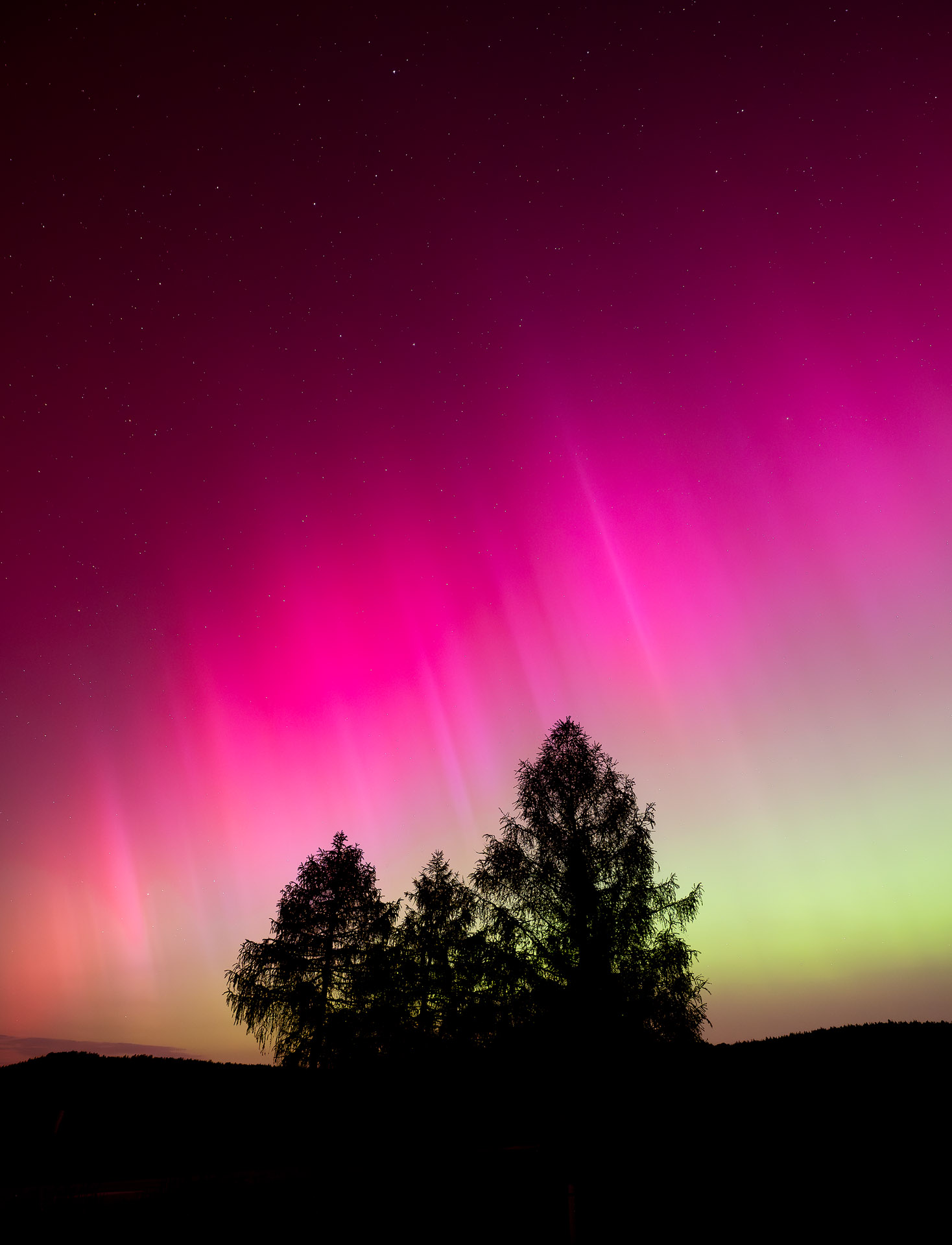 Zoned northern lights with the tree in the foreground, Czech Republic, May 2024